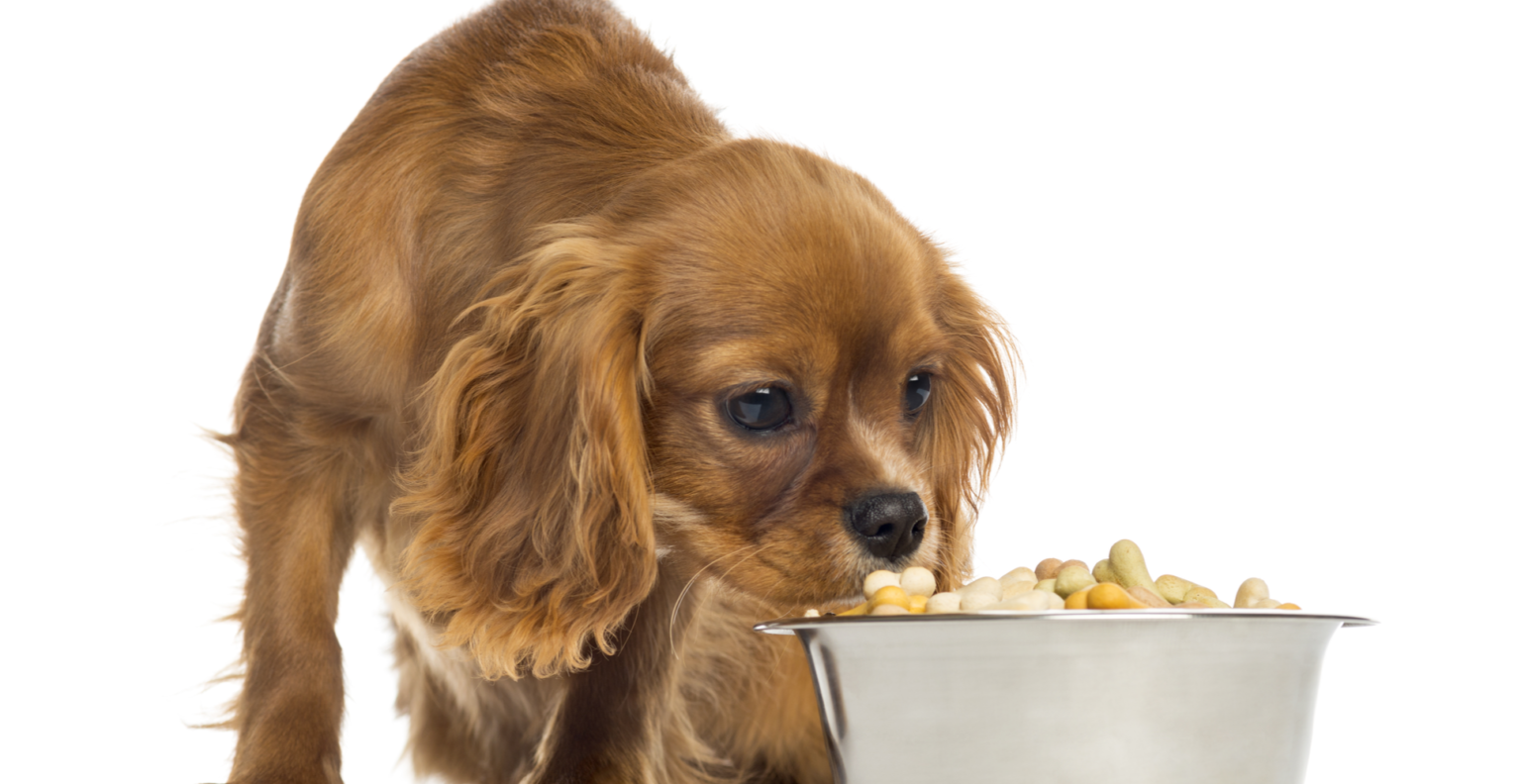 5 Best Dog Foods for Cavalier King Charles Spaniel UK