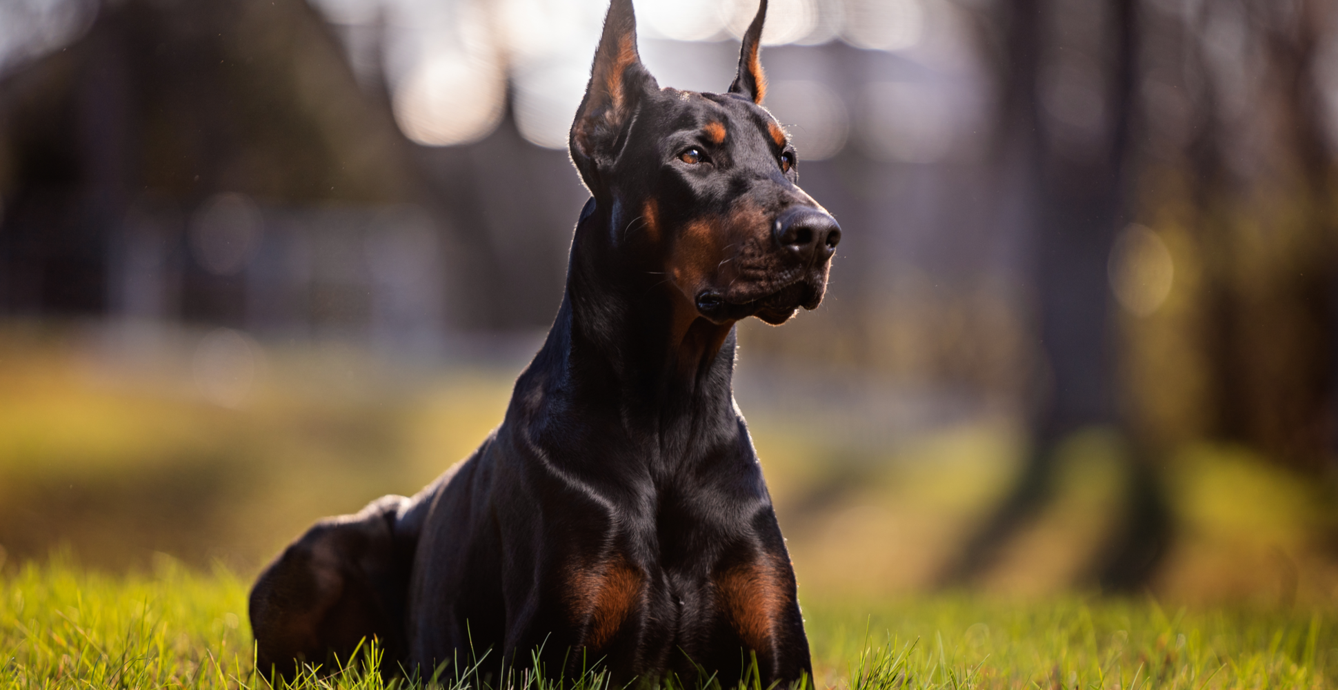 can you have a doberman in the uk? 2