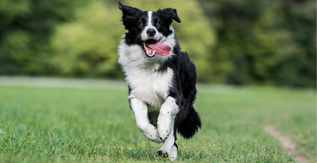 Border Collie Breed Guide - UK 2021 | NewPup