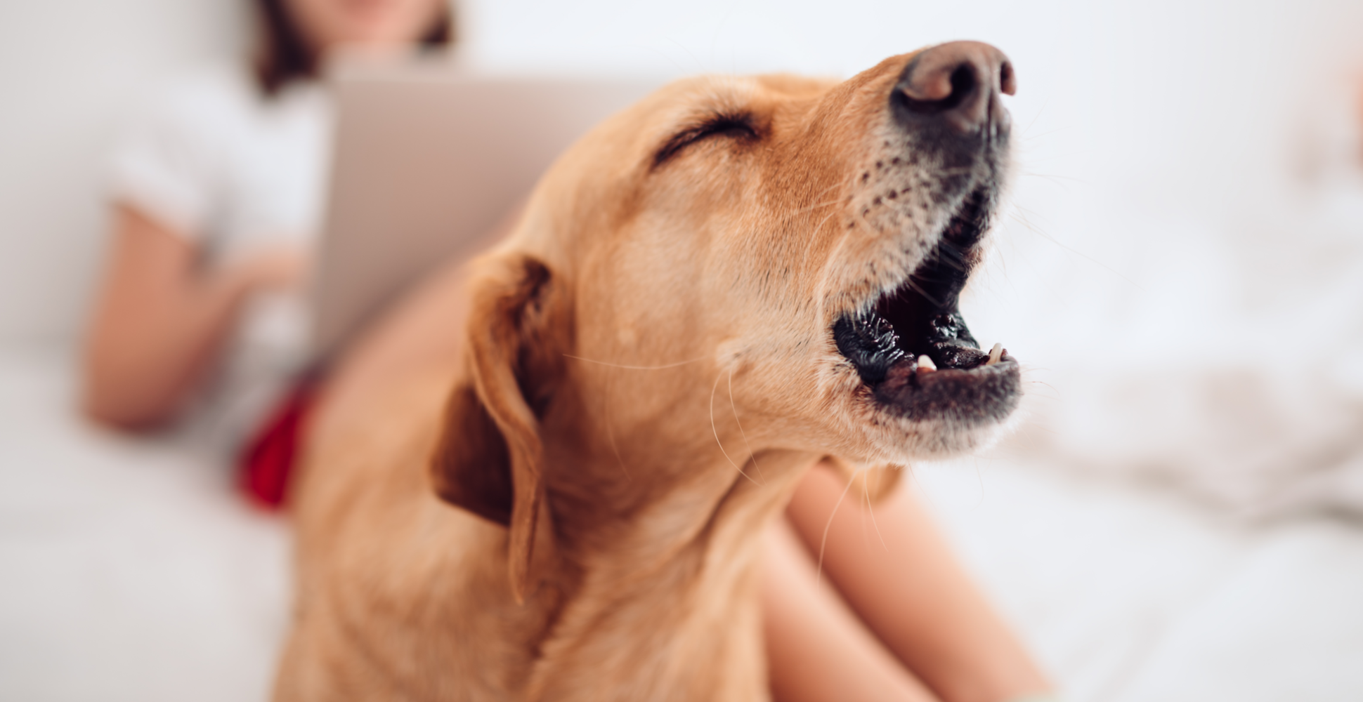 How to Stop Your Dog Barking New Pup