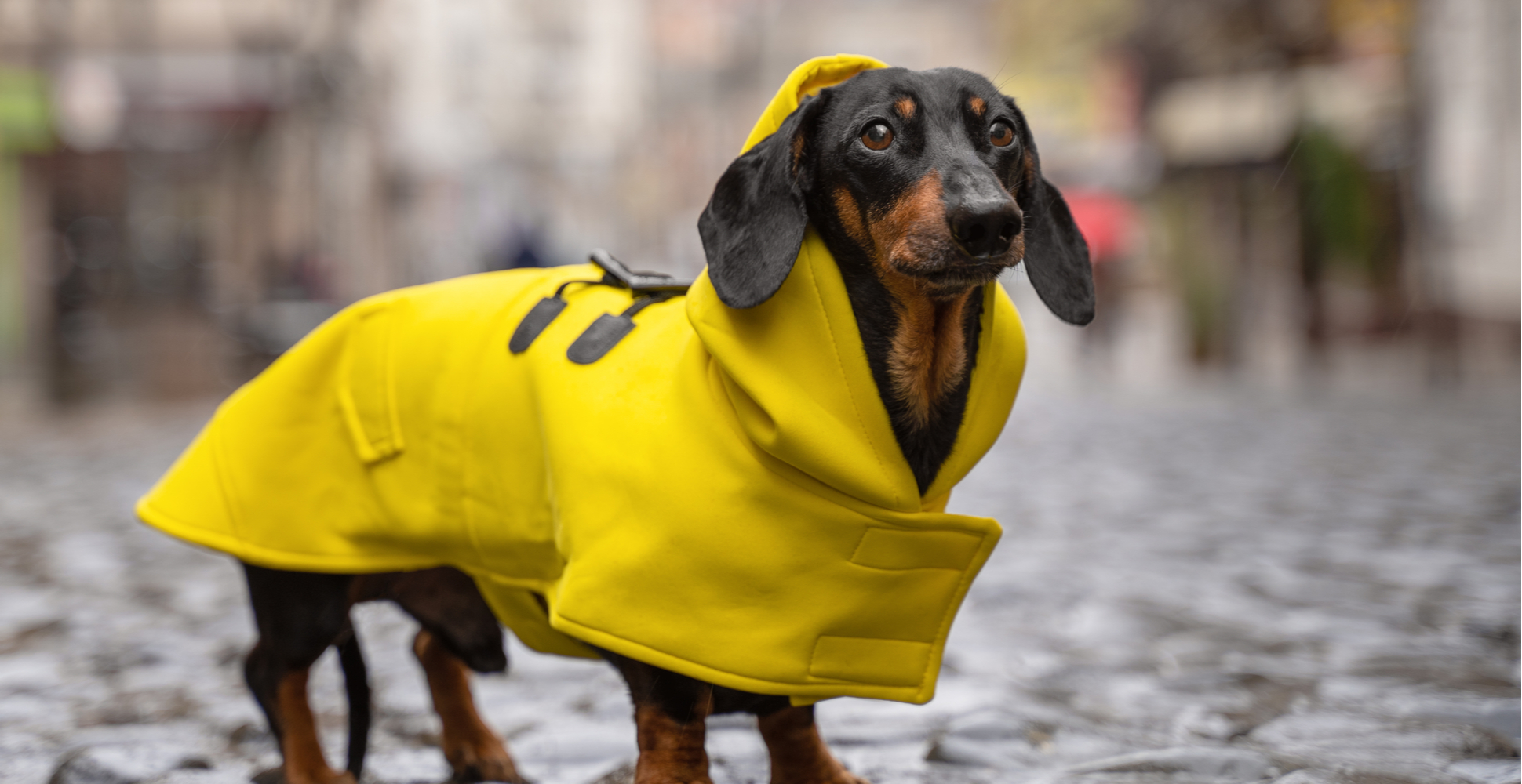 Best Dog Raincoats of 2023