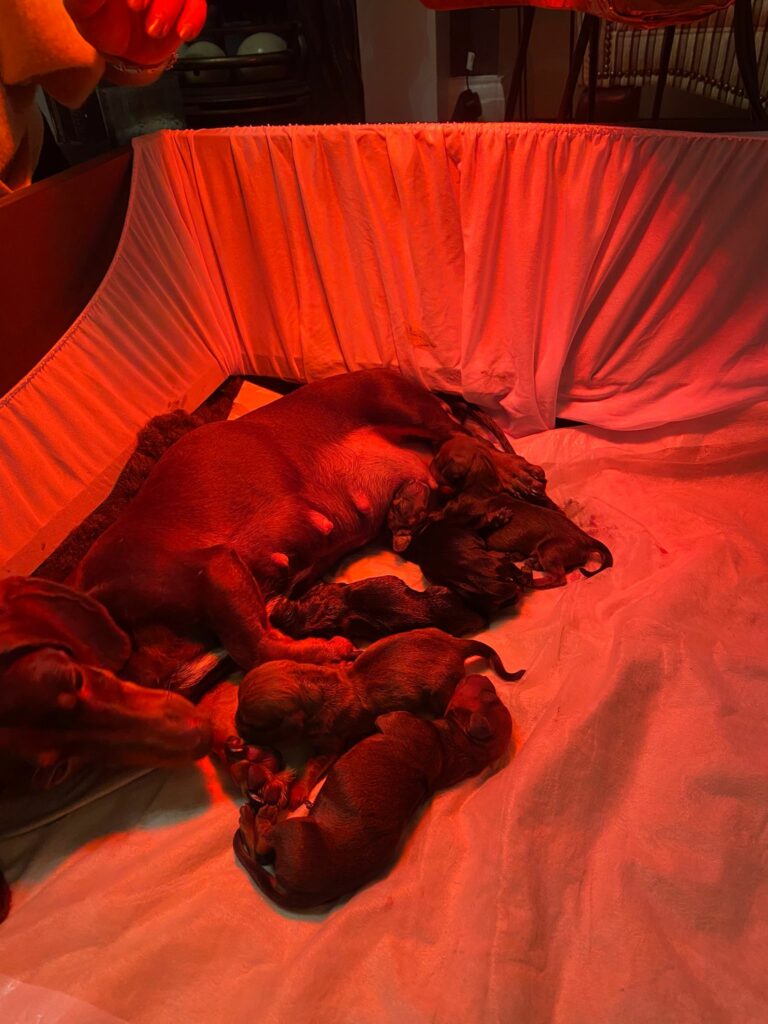 Mocha finally has her puppies!